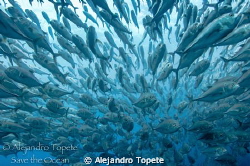 School of  Jacks, Galapagos Ecuador by Alejandro Topete 